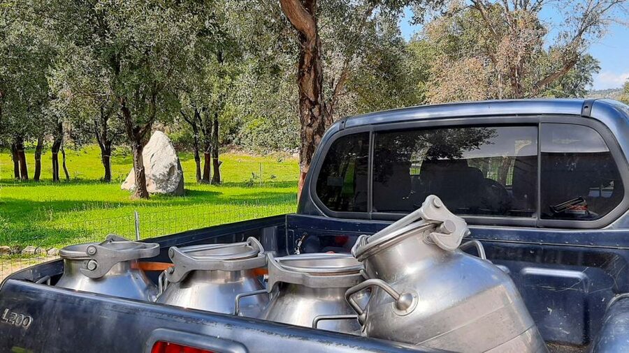 Arzana: Day with a shepherd w/ lunch in a farm - Cheese making workshop: why craft beats shortcuts