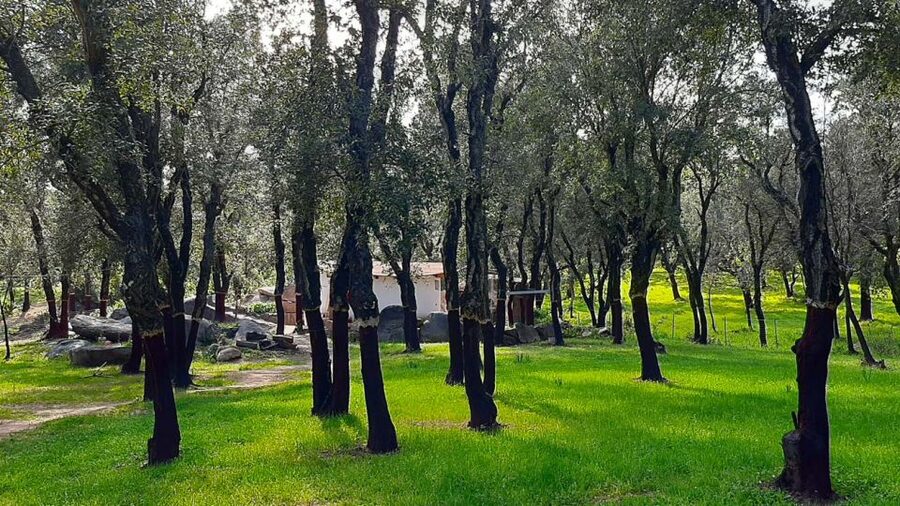 Arzana: Day with a shepherd w/ lunch in a farm - More animals than you expect: donkeys, goats, ducks, chickens