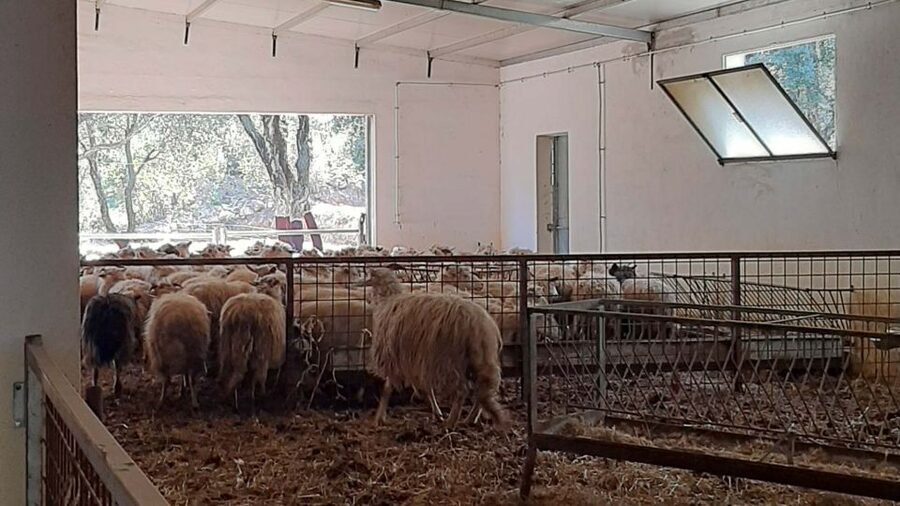 Arzana: Day with a shepherd w/ lunch in a farm - The lunch in Arzana: a real farm feast with wine and dessert