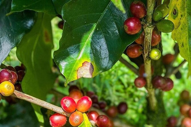 ATV Waterfall & Organic Coffee Farm with Lunch - Lunch with a view: what “organic” tastes like here