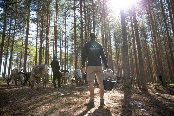 Authentic Reindeer Farm and Canoe Experience from Rovaniemi - Price and Value: What $155.18 Buys in a 4-Hour Lapland Day