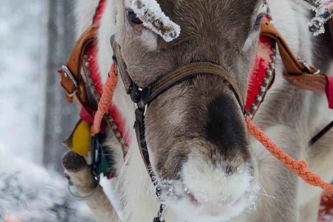 Authentic Reindeer Farm Experience in Rovaniemi - Key highlights worth booking for