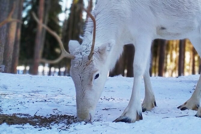 Authentic Reindeer Farm Experience in Rovaniemi - First stop: a real working reindeer farm, not a rushed safari