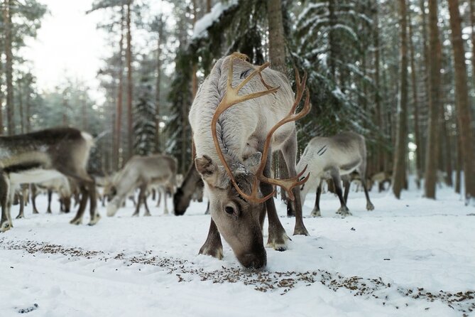 Authentic Reindeer Farm Experience in Rovaniemi - Tea in the traditional hut: a warm break with real conversation