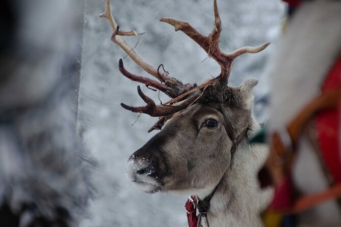 Authentic Reindeer Farm Experience in Rovaniemi - The 400 m sleigh ride: you drive, not just sit
