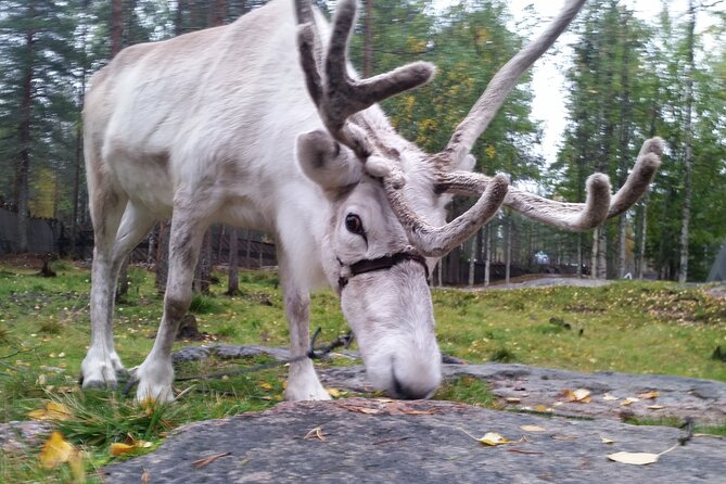 Authentic Reindeer Farm Experience in Rovaniemi - Price and value: is $120.15 fair for 2 hours?