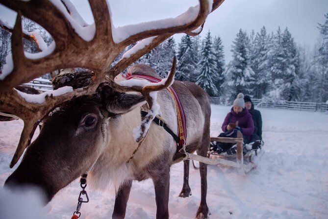Authentic Reindeer Farm Experience in Rovaniemi - Who should book this reindeer farm experience