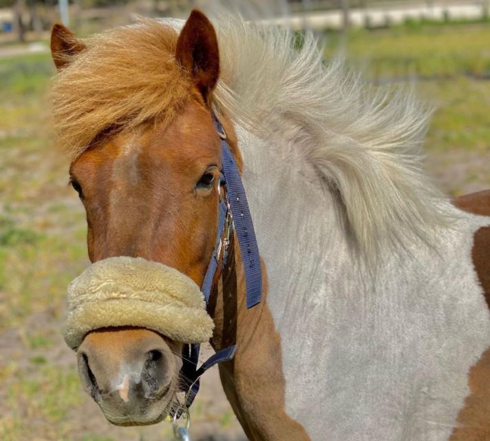 Aveiro: Horseback Riding at a Pedagogical Farm - Who This Horse Ride Fits Best (And Who Might Want Another Option)