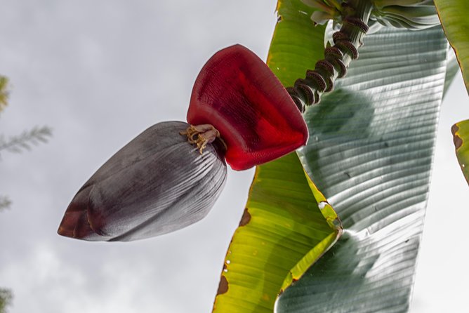 Award Winning Farm Tour: Coffee, Chocolate and Unique Gifts - The Tastings: Kona Coffee and Award-Winning Chocolate in Real Portions