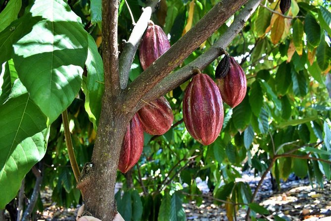 Award Winning Farm Tour: Coffee, Chocolate and Unique Gifts - Gift Shop Finds: Coffee, Chocolate, Soaps, and More Than You Expected