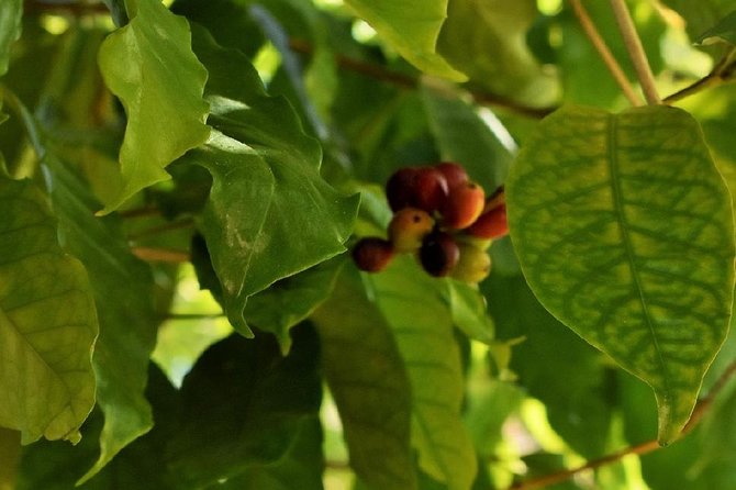 Award Winning Farm Tour: Coffee, Chocolate and Unique Gifts - Who Should Book (and Who Might Prefer Something Else)