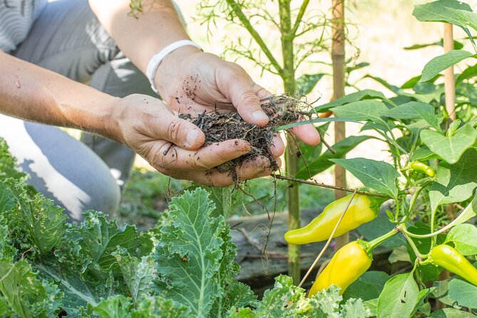 Award winning "From Farm to Table, A Culinary Day in Lyon" - Should you book From Farm to Table, A Culinary Day in Lyon?