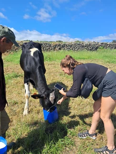 Azores: Dairy Farm Tour - Key things to know before you go