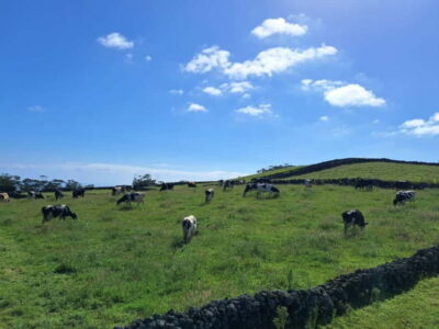 Azores: Dairy Farm Tour - Pickup from Angra do Heroísmo and the island scenic stops