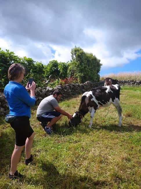 Azores: Dairy Farm Tour - Milking time on a working farm: hands on, with respect