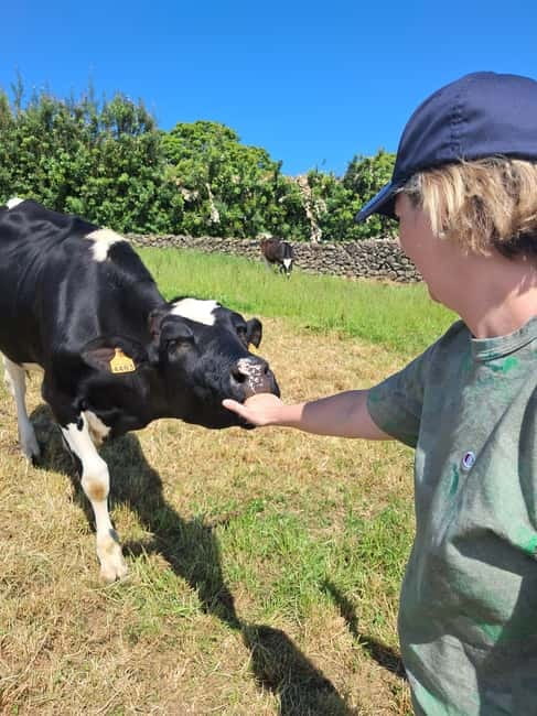 Azores: Dairy Farm Tour - Calves up close and the milk collection station