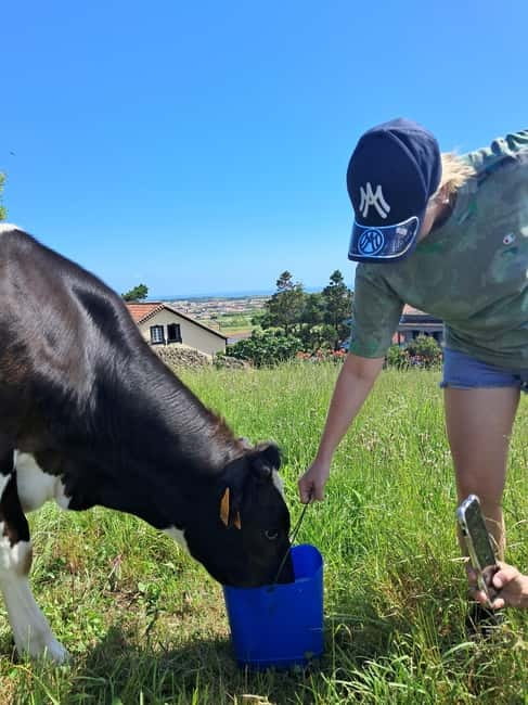 Azores: Dairy Farm Tour - The local flavors finish: cheese and bread at the end