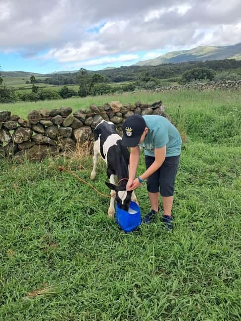Azores: Dairy Farm Tour - Practical tips so your 4-hour day stays comfortable