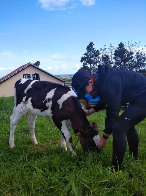 Azores: Dairy Farm Tour - Who should book this Azores dairy farm tour?