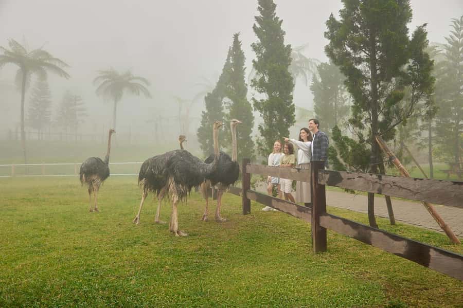 Bali: Farm House Experience with Entry Ticket & Options - Outdoor playground time: how it helps families enjoy the day