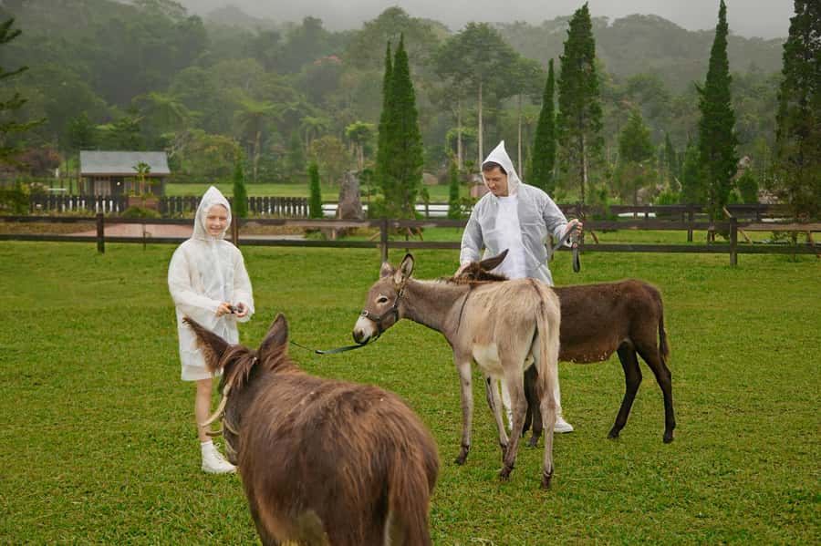 Bali: Farm House Experience with Entry Ticket & Options - The picnic package: blanket, picnic box meal, and countryside calm