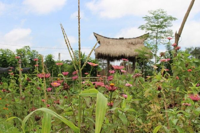 Balinese Cooking Class at Organic Farm - UNESCO Subak and Organic Farming, Explained the Practical Way