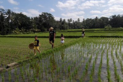 Balinese Cooking Class at Organic Farm - Walking Mai Organic Farm: What to Do in the Shaded Welcome Moment