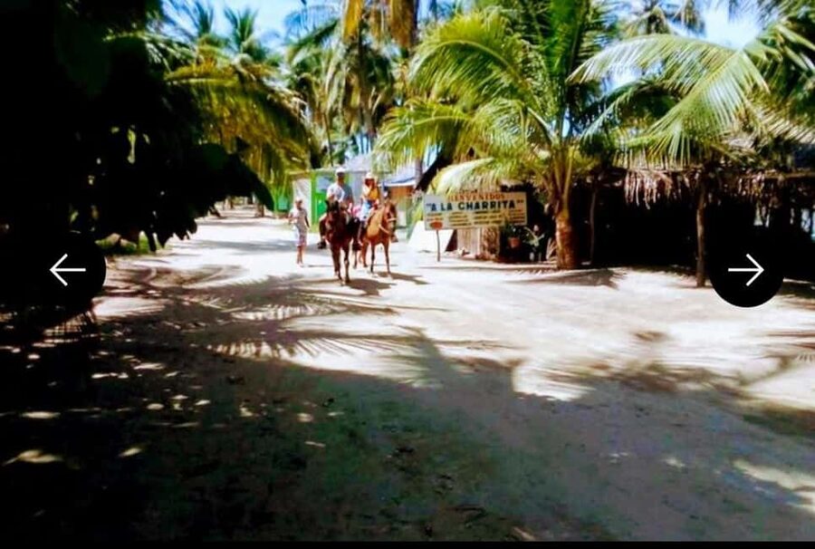 .Beach Horse Riding Turtle Release Crocodile Farm Experience - FAQ