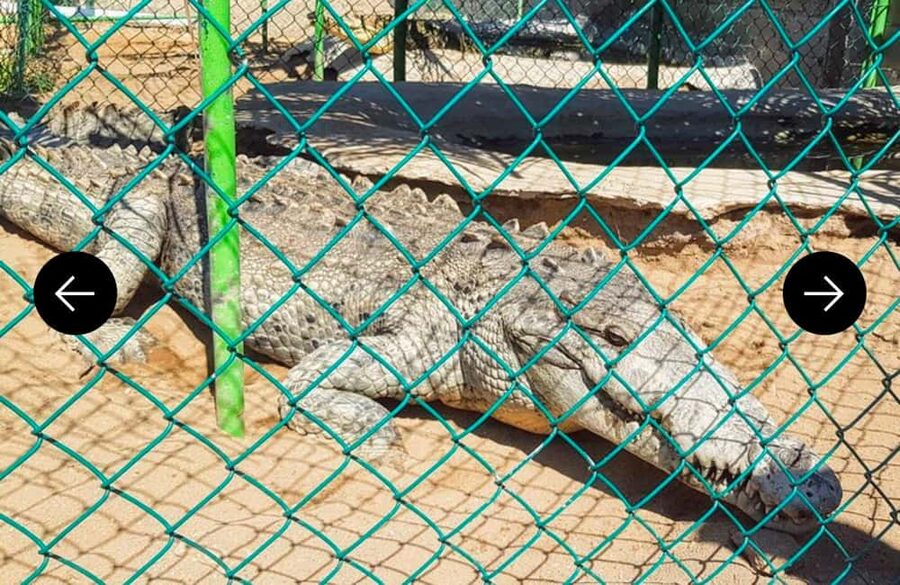 .Beach Horse Riding Turtle Release Crocodile Farm Experience - Vallarino Turtle Camp and the Baby Release Moment