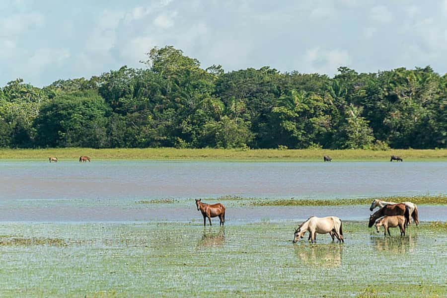 Belém: Marajó Island Day Trip with Buffalo Farm Visit - Should You Book? My Honest Take