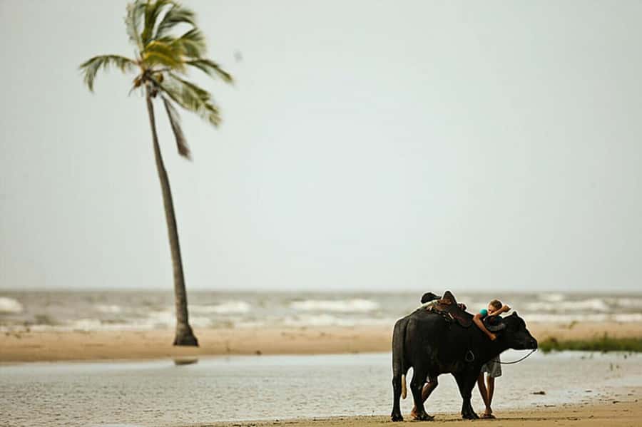 Belém: Marajó Island Day Trip with Buffalo Farm Visit - Salvaterra Route: UTRAN, Toca do Açaí, Then Grande Beach
