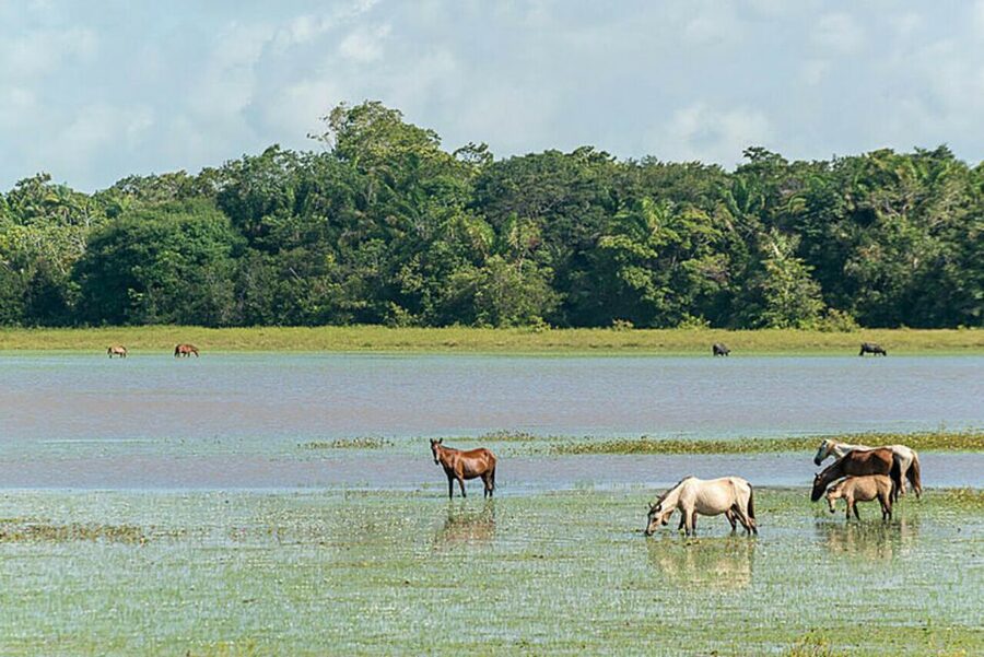Belém: Marajó Island Day Trip with Buffalo Farm Visit - Buffalo Farm Visits: Cool Animals, Real Livelihoods, and How Long You’ll Actually See