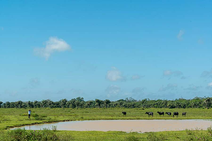 Belém: Marajó Island Day Trip with Buffalo Farm Visit - Beach Time on Marajó: Pesqueiro or Grande, and What to Pack