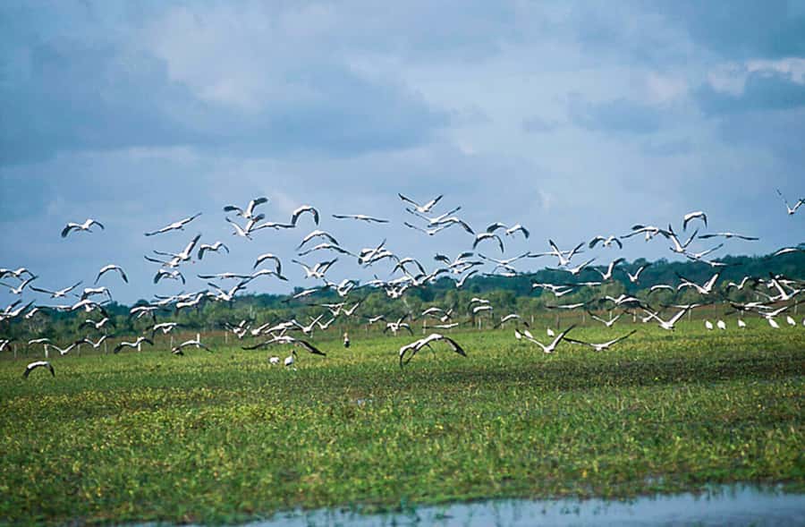 Belém: Marajó Island Day Trip with Buffalo Farm Visit - Guides and Language: When English Helps, and When You Should Ask Early
