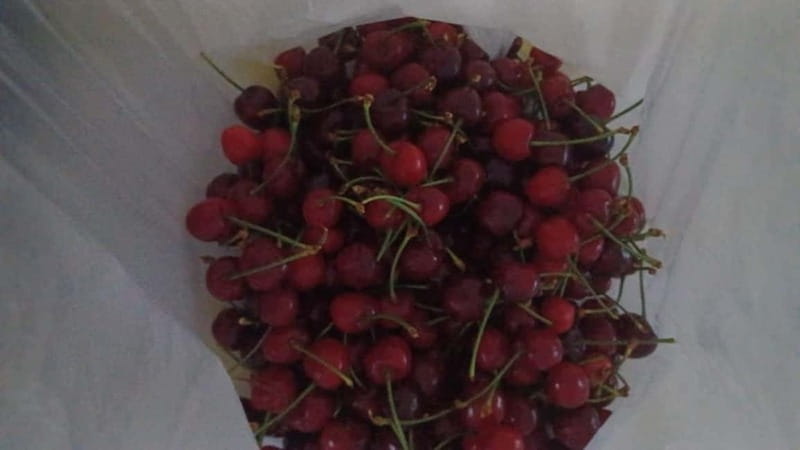 Berat: Farm-to-Table Cooking Class with Local Family - Seasonal olive work: the extra task that makes it feel real