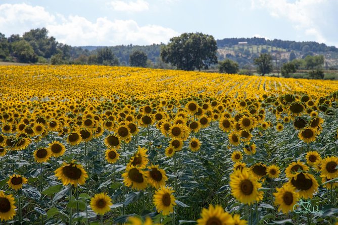 Bevagna E-Bike Farm to Table - Price and Value: What $216.25 Buys in Umbria