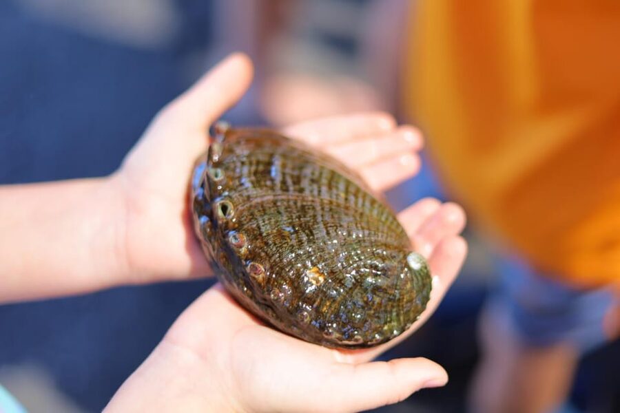 Big Island: Abalone Farm Guided Tour with Tasting - The Dulse Seaweed Tanks: Why Feed Becomes Flavor