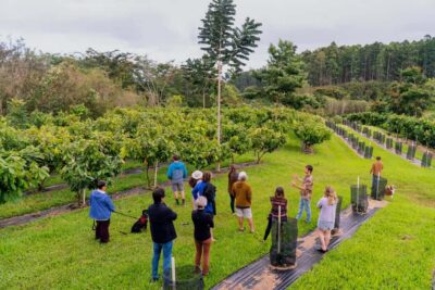 Big Island Hawaii: Craft Chocolate Tasting and Farm Tour - Getting there via Google Maps: finding 1533 Puia Rd without stress