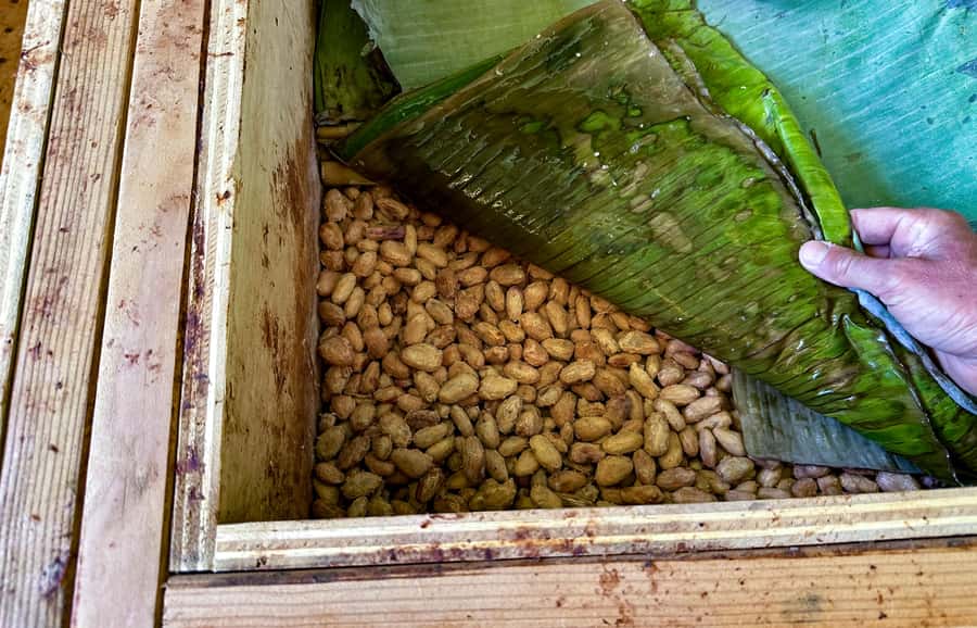Big Island Hawaii: Craft Chocolate Tasting and Farm Tour - How much time this takes (and how to plan your day)
