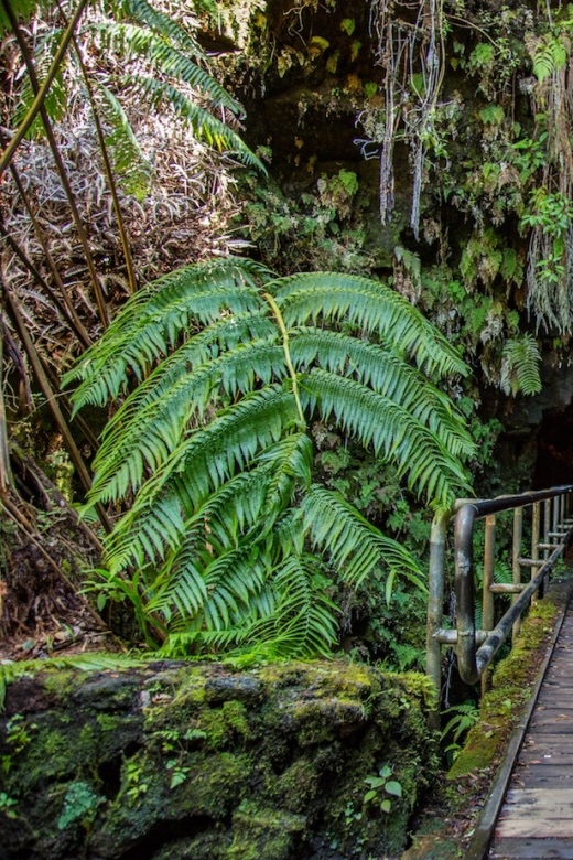 Big Island: Volcanoes, Waterfalls, & Coffee Farm Day-Trip - Hamakua Coast to Akaka Falls: rainforest walking, not just sightseeing