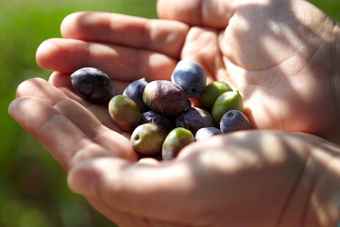 Bio Farm Private Olive Oil Tasting, Farm to Fork Meal & Temple of Poseidon Tour - Price and value: $414.55 per person vs what you actually get