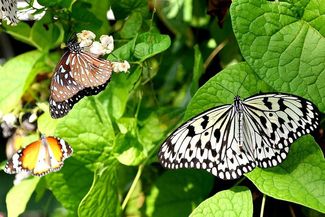 Bird Park & Butterfly Farm Nature Include All Entrance Tour From Kuala Lumpur - Key things to know before you go