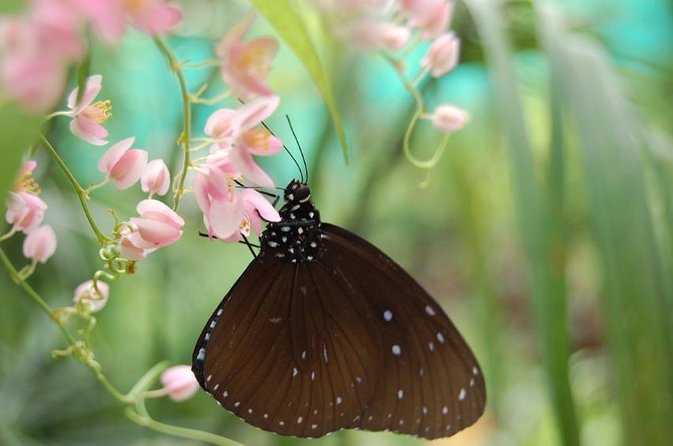 Bird Park & Butterfly Farm Nature Tour From Kuala Lumpur - KL Bird Park: free-flight zones and 20.9 acres of bird life