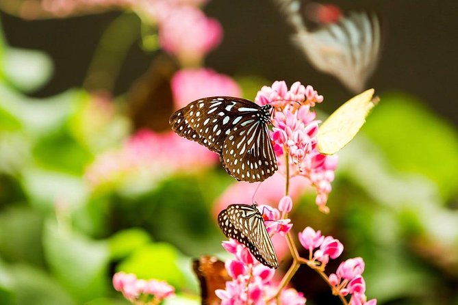Bird Park & Butterfly Farm Nature Tour From Kuala Lumpur - FAQ