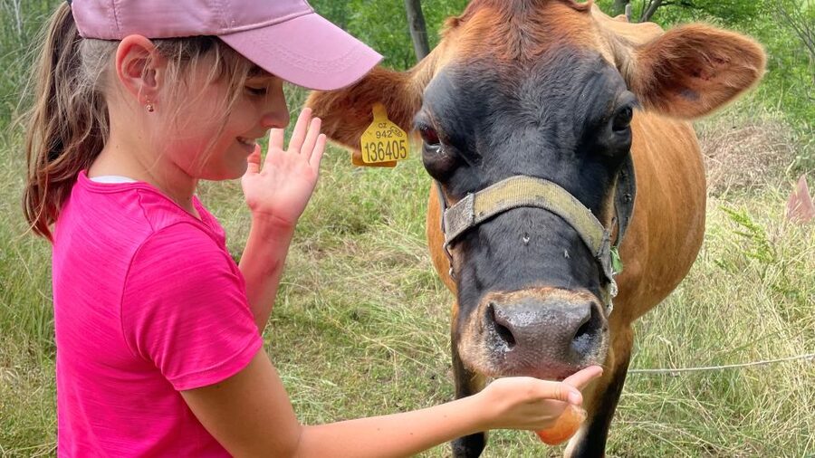Bohemian Uplands: Garnet panning, Farm & Local Lunch&Beer - The farm finish: homemade cheese and animal time