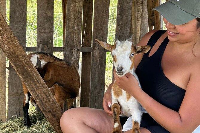 Bottle Feed & Cuddle Baby Goats at Ohana Ranch (Big Island) - Key highlights at Ohana Ranch goat bottle-feeding