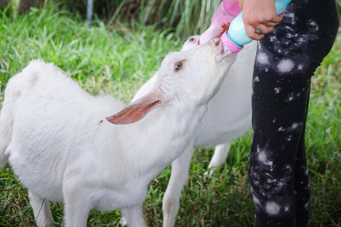 Bottle Feed & Cuddle Baby Goats at Ohana Ranch (Big Island) - Bottle-feeding baby goats: what actually happens in the pasture