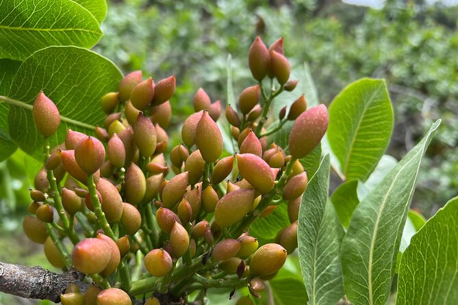 Bronte Pistachio Farm Tour and Lunch with Farmer - Views and photos: making the day easier to remember