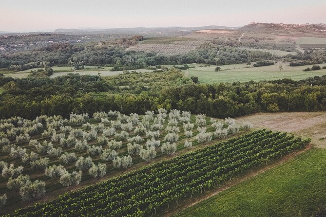 Buje: Authentic Istrian family farm, guided walk, foods & wine - What to Bring (and How to Plan Your Day Around It)