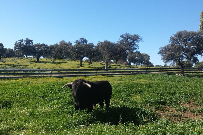 Bull Breeding Farm: Guided Half-Day Tour from Seville - Quick takeaways